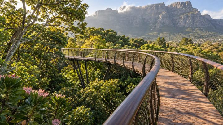 Kirstenbosch Boomslang canopy walkway with Table Mountain, Cape Town
